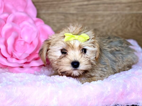 Morkie DOG Female BEIGE 7783 Petland Athens, OH