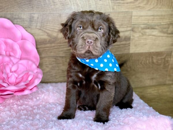 Fuzzy walrus puppies for deals sale