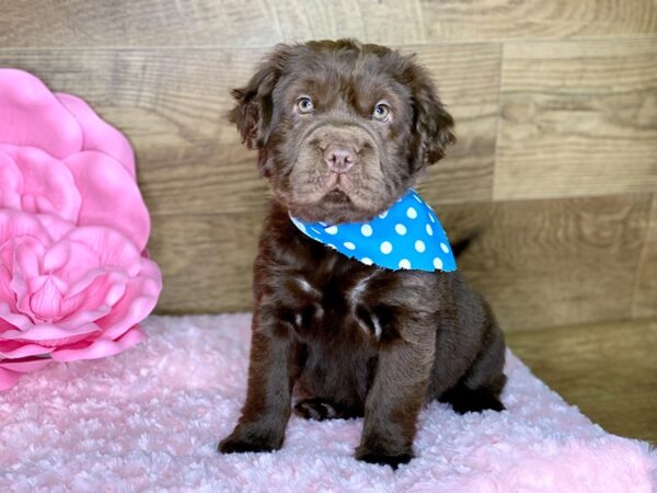 Mini Hippo-DOG-Female-CHOC-7782-Petland Athens, OH