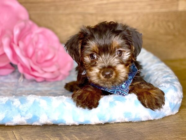 Yorkshire Terrier DOG Male Black Tan 7781 Petland Athens, OH