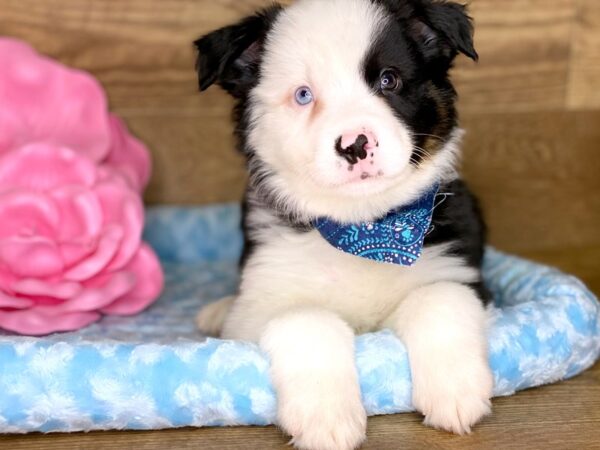 Mini American Shepherd DOG Male TRI 7780 Petland Athens, OH