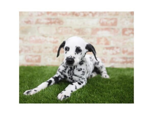 Dalmatian DOG Male White / Black 7786 Petland Athens, OH