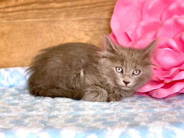 Domestic Long Hair-CAT-Male-Grey-7792-Petland Athens, OH