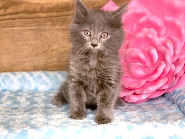 Domestic Long Hair CAT Male Grey 7791 Petland Athens, OH