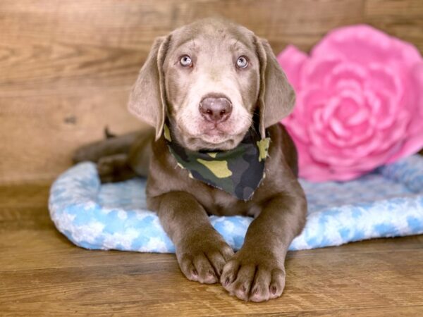 Labrador Retriever DOG Male Silver 7790 Petland Athens, OH