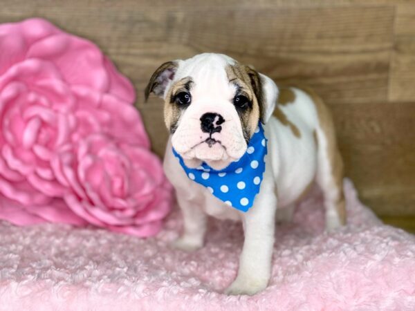 English Bulldog DOG Female TRI 7789 Petland Athens, OH