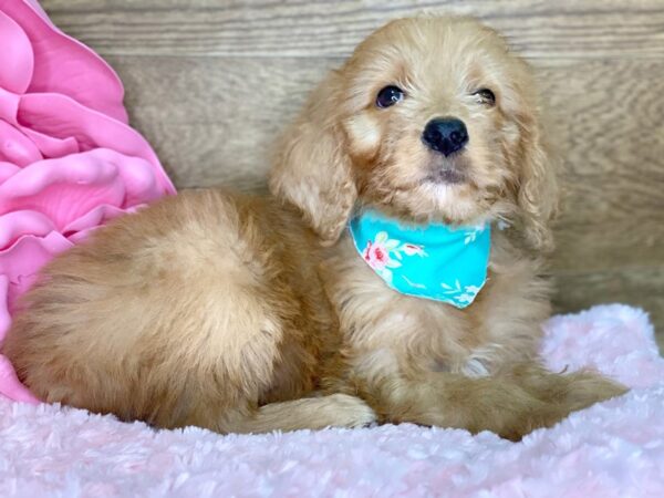 Golden Doodle DOG Female Dark Red 7793 Petland Athens, OH