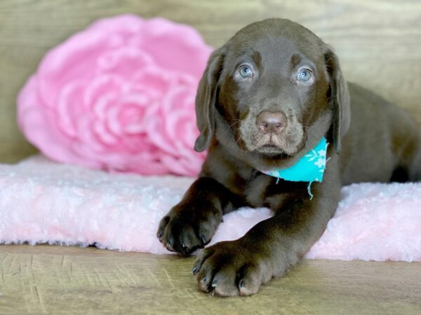 Labrador Retriever DOG Female Chocolate 7795 Petland Athens, OH