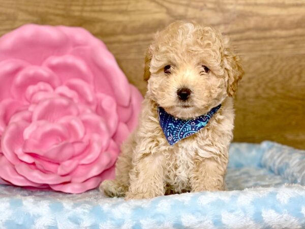 Poo Chon DOG Male TAN 7796 Petland Athens, OH