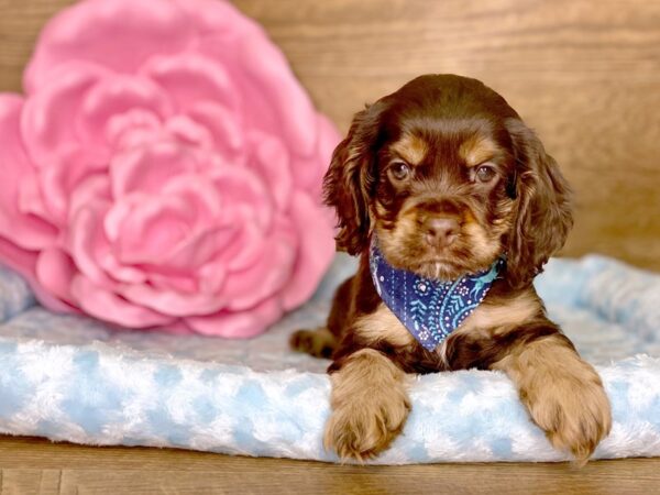 Cocker Spaniel DOG Male CHOC TAN 7797 Petland Athens, OH