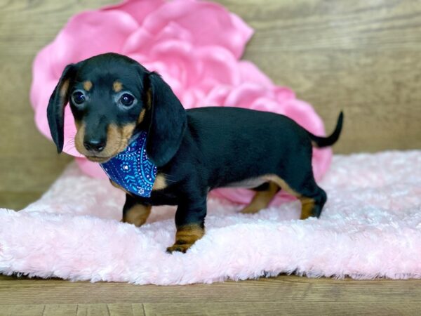 Dachshund DOG Female black tan 7798 Petland Athens, OH