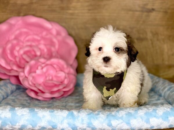 Teddy DOG Male Brown White 7801 Petland Athens, OH