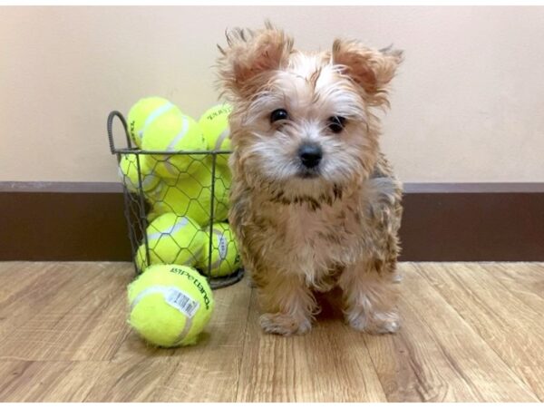 Morkie DOG Female Golden 7828 Petland Athens, OH