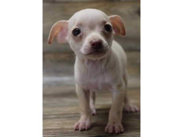 Chihuahua-DOG-Male-Fawn-7808-Petland Athens, OH