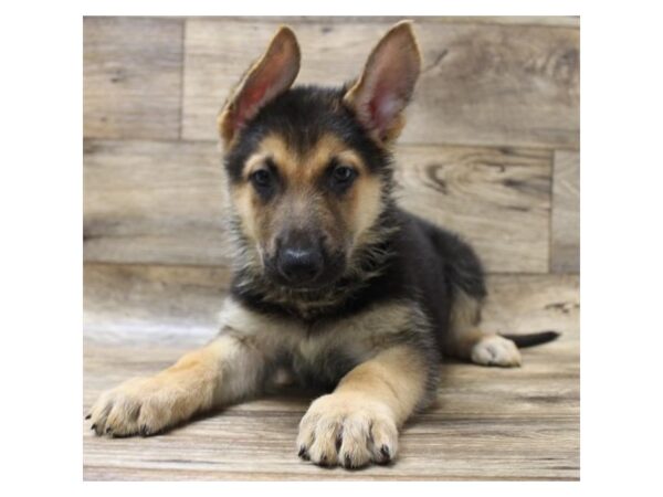 German Shepherd DOG Male Black / Tan 7810 Petland Athens, OH