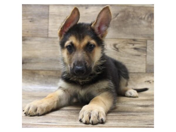 German Shepherd Dog DOG Male Black / Tan 7810 Petland Athens, OH