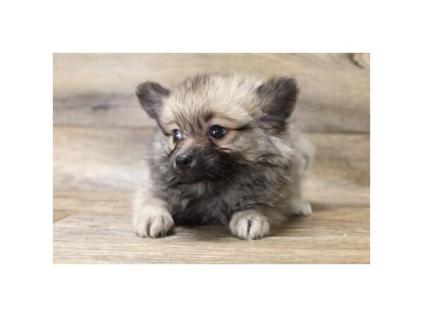 Pomeranian-DOG-Female-Red Sable-7809-Petland Athens, OH