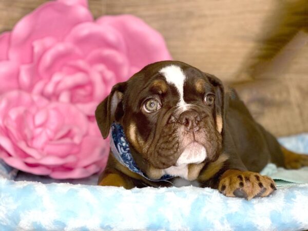 English Bulldog DOG Male Chocolate 7807 Petland Athens, OH