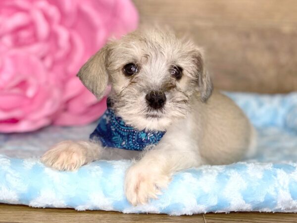 Mini Schnauzer DOG Male BROWN WHITE 7806 Petland Athens, OH