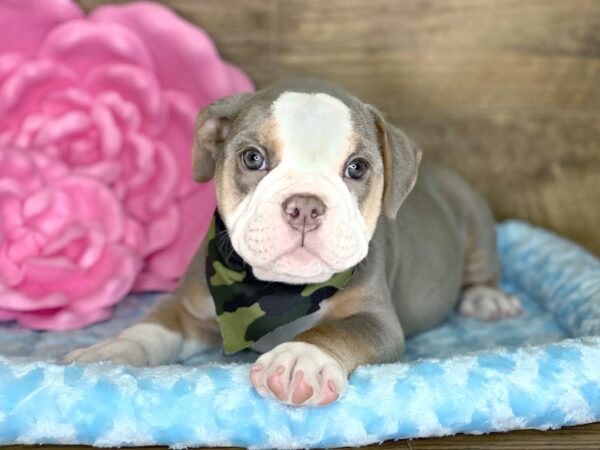 Old English Bulldog DOG Male BLUE TAN 7805 Petland Athens, OH