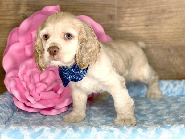 Cocker Spaniel DOG Male BUFF 7804 Petland Athens, OH