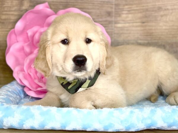 Golden Retriever DOG Male Golden 7803 Petland Athens, OH