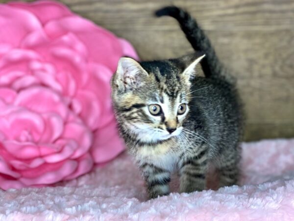 American Shorthair-CAT-Female-Brown & Black-7813-Petland Athens, OH