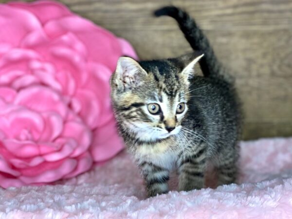 American Shorthair CAT Female Brown & Black 7813 Petland Athens, OH