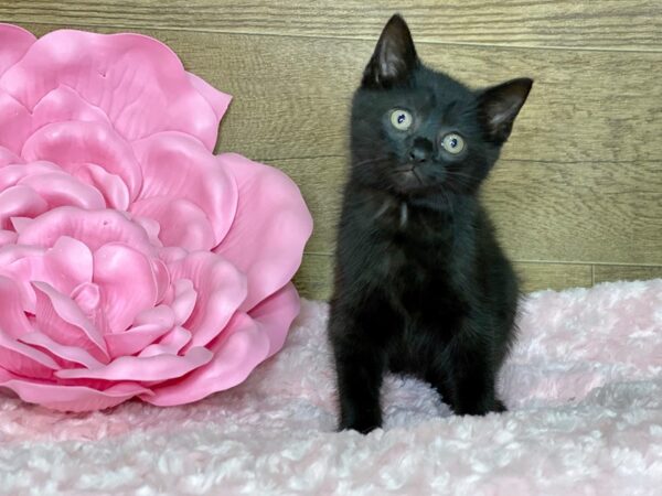 American Shorthair-CAT-Male-Black-7816-Petland Athens, OH