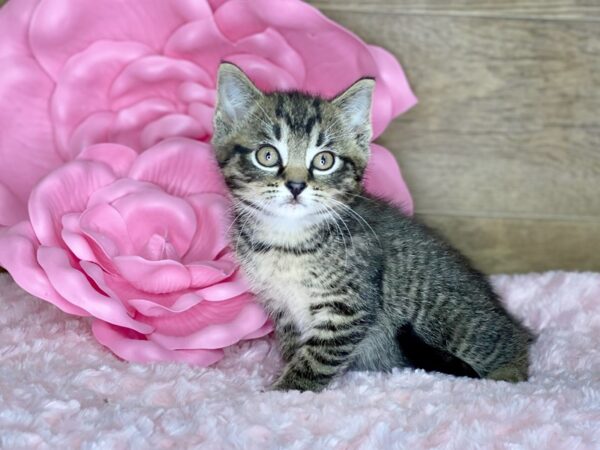 American Shorthair CAT Male Brown & Black 7815 Petland Athens, OH