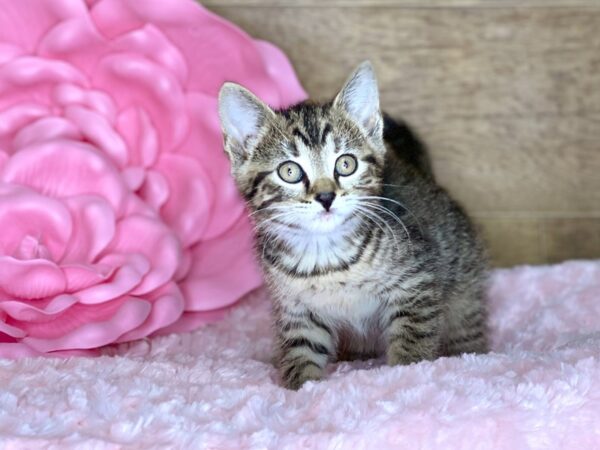 American Shorthair CAT Female Black & Brown 7814 Petland Athens, OH