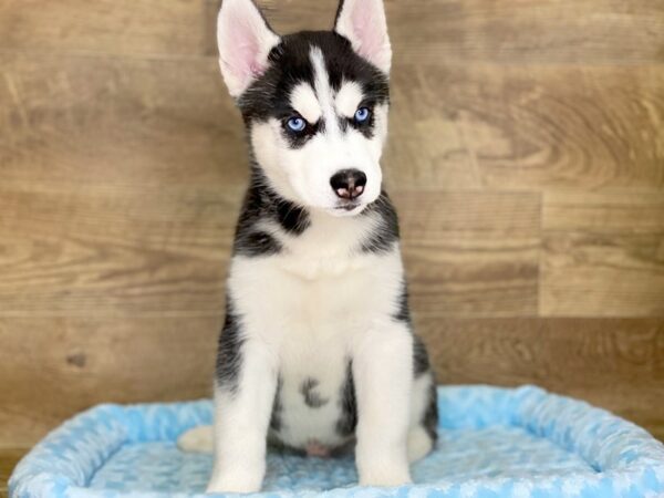 Siberian Husky DOG Male Black & White 7811 Petland Athens, OH