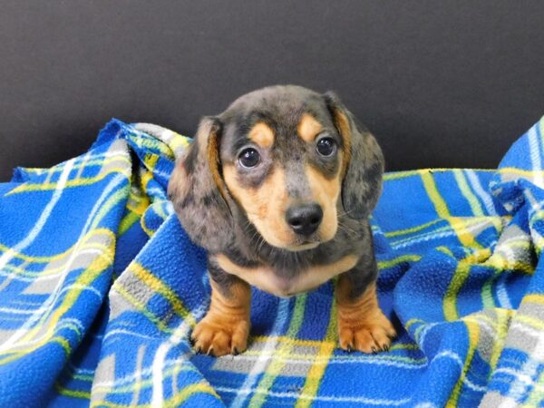 Dachshund DOG Male DAPPLE 7822 Petland Athens, OH