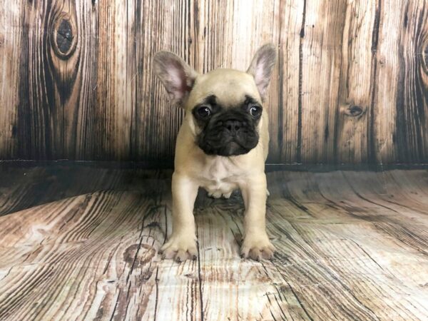 French Bulldog DOG Male Fawn 7829 Petland Athens, OH