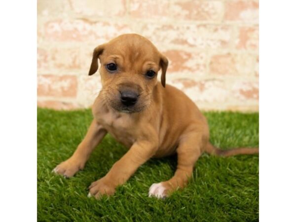 Beagle-DOG-Female-Red-7817-Petland Athens, OH