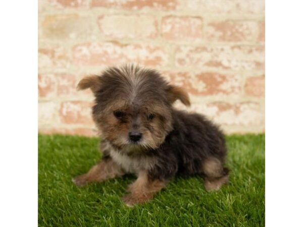 Morkie DOG Female Black / Tan 7821 Petland Athens, OH