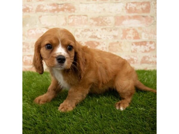 Cavalier King Charles Spaniel DOG Male Ruby 7818 Petland Athens, OH