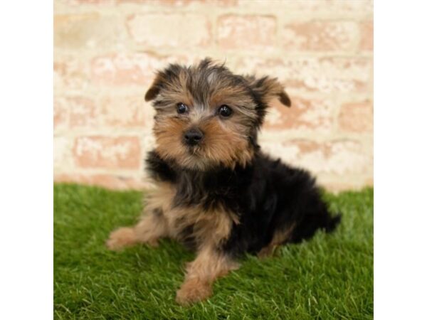 Yorkshire Terrier DOG Male Black / Tan 7820 Petland Athens, OH