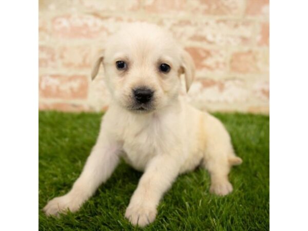 Labrador Retriever-DOG-Male-Yellow-7819-Petland Athens, OH