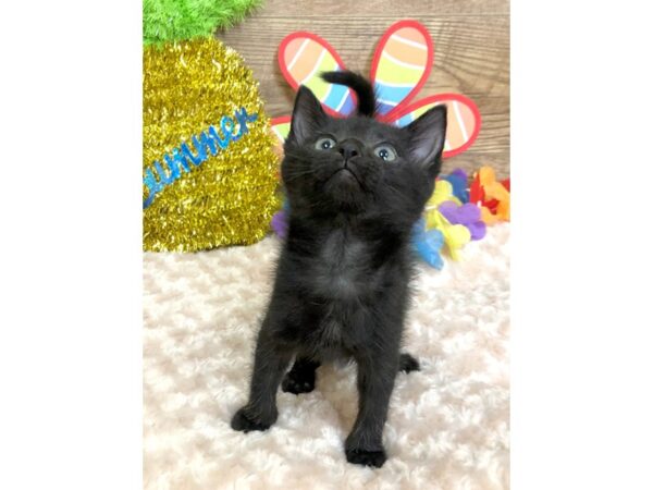 American Shorthair-CAT-Female-Black-7825-Petland Athens, OH