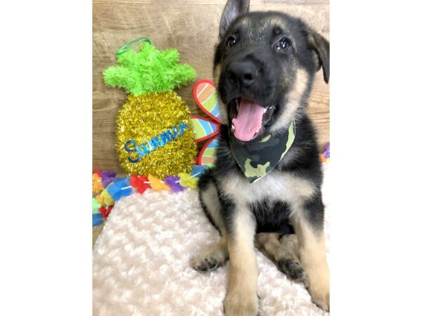 German Shepherd DOG Male 7827 Petland Athens, OH