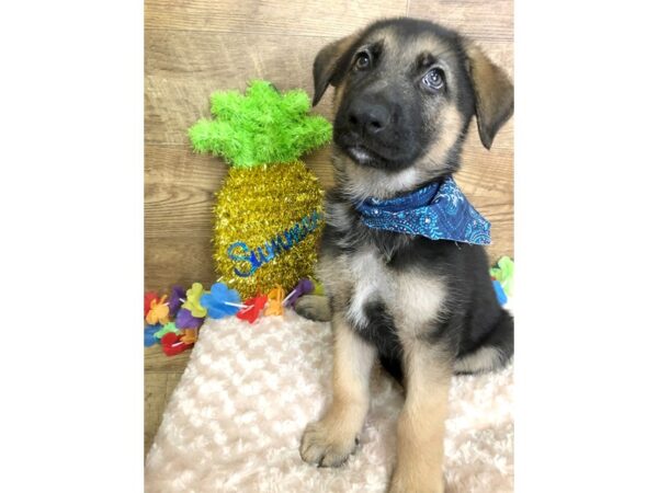 German Shepherd DOG Male 7826 Petland Athens, OH