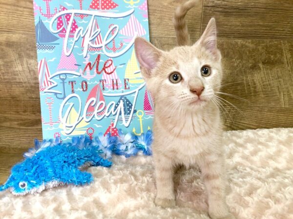 American Shorthair CAT Male Beige 7833 Petland Athens, OH