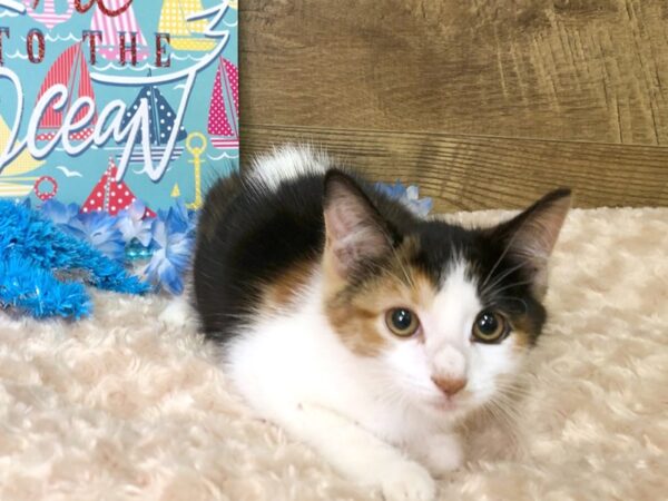 American Shorthair CAT Female Calico 7837 Petland Athens, OH