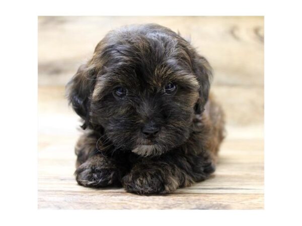 Lhasapoo-DOG-Male-Brindle-7844-Petland Athens, OH