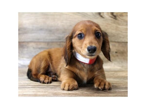 Dachshund DOG Female Red 7842 Petland Athens, OH