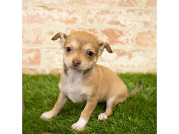 Chihuahua-DOG-Female-Fawn-7848-Petland Athens, OH