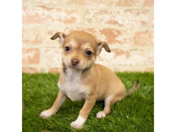 Chihuahua DOG Female Fawn 7848 Petland Athens, OH