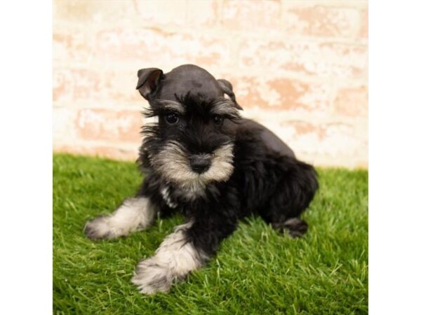 Miniature Schnauzer DOG Female Black / Silver 7852 Petland Athens, OH