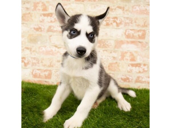 Siberian Husky DOG Male Black / White 7855 Petland Athens, OH